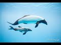 《鳥羽水族館》イロワケイルカに赤ちゃんが誕生しました！ Commerson&#39;s dolphin gave birth to a male baby.