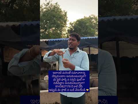 రొమ్ములో సమస్య వచ్చినప్పుడు మనం ఎలా రికవరీ చేసుకోవాలి #yt #farming #viral #petcare #cow #baffalo #