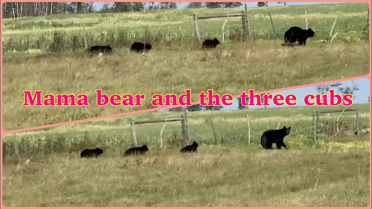 Mama bear and the three baby bears - YouTube