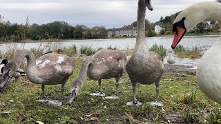 The Swanfamily up close and Mallard Ducks and Crows get Handfeeding on the floor/ Norwegian Fall 