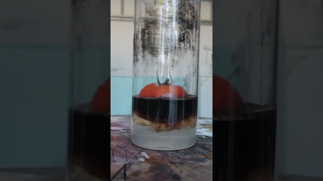 Simple Piranha Solution Shorts