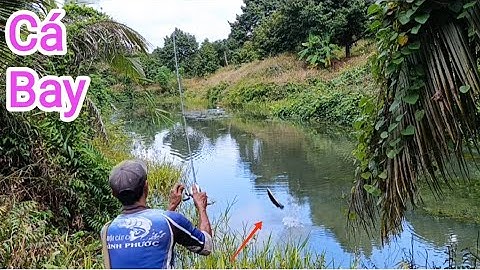 Câu cá lóc_Săn hàng ở ao những ngày mưa bão @Hữunghị tv