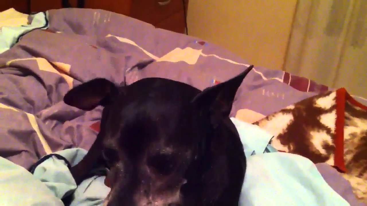 Chippi comiendo jamoncito