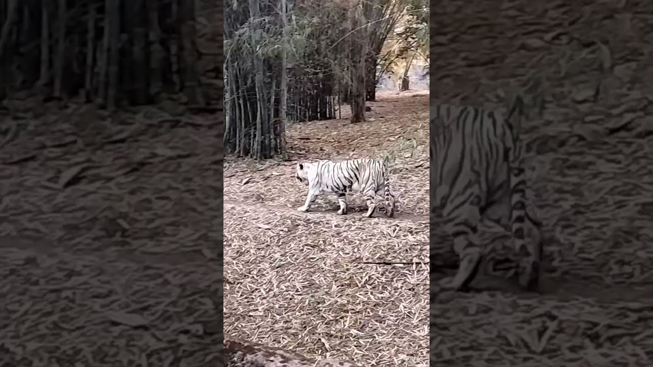 Bengal tiger 