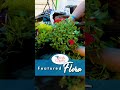 York County's Featured Flora - Impatiens