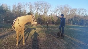 Horse, come pick me up!  Training DVD