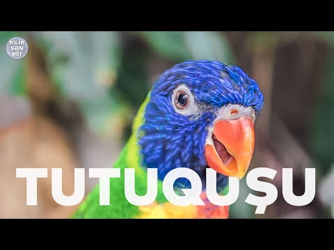 Video: Hansı Tutuquşu Daha Sürətli Danışmağı öyrənir