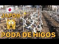 Poda o cultivo de higos en Japón