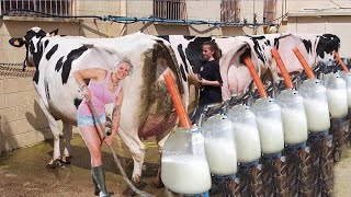 Grandes máquinas épicas| Cómo ordeñar vacas| Recorte de pezuñas| Limpieza| Granja 2022 - Live Stream