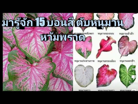 บอนสี 15 ชนิด ตับหนุมาน มือใหม่ห้ามพลาด