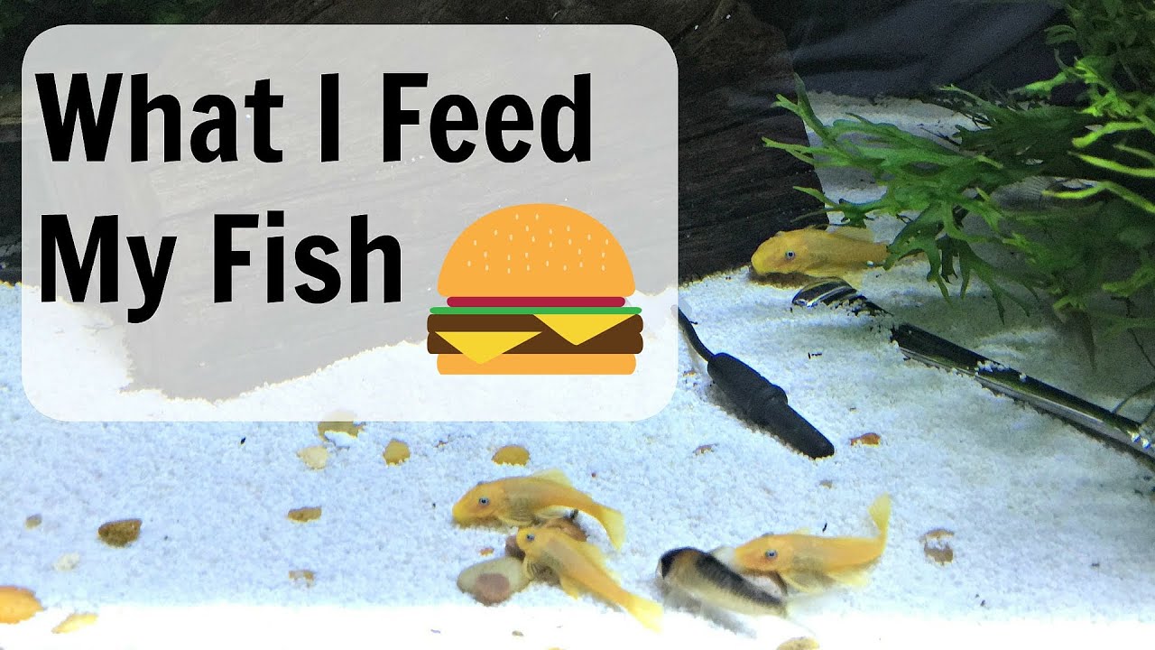 What I feed My Fish YouTube