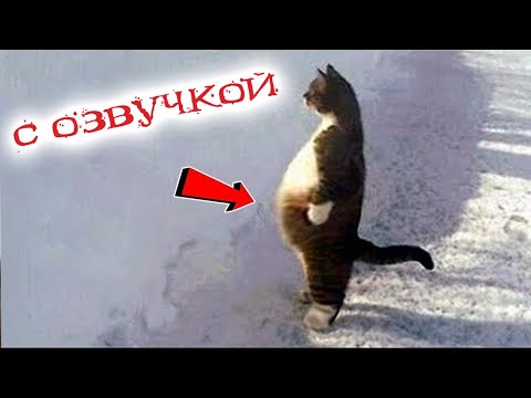 ПРИКОЛЫ С КОТАМИ! САМАЯ смешная ОЗВУЧКА ЖИВОТНЫХ! ДО СЛЁЗ!