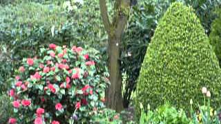 Download Lagu Zo klinkt de tuin als de Camelia bloeit MP3