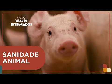 Projeto Sanitarista Júnior ensina defesa pecuária em escolas de SC | Ligados & Integrados - 11/11/24