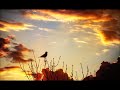 Pembangkit Mental Birahi Tempur Burung Mp3 - Mp4 Download