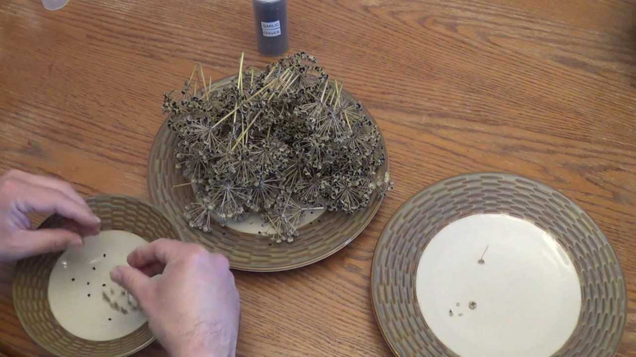 Collecting Garlic Chive Seeds PART 2 of 2 - YouTube