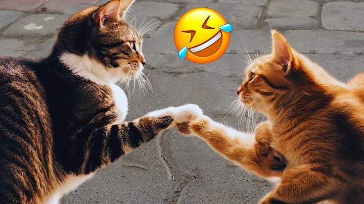 The Most Hilarious Cat Videos that Will Make You LOL