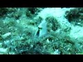 Beginning of video