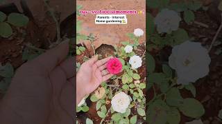 Day-59 of 100 lil moments🌹! #shorts #youtubeshorts #garden #homegarden #interest #gardening #vlog