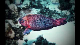 Underwater Pictures By. Jihed Yamoun Abyss Dive Squad