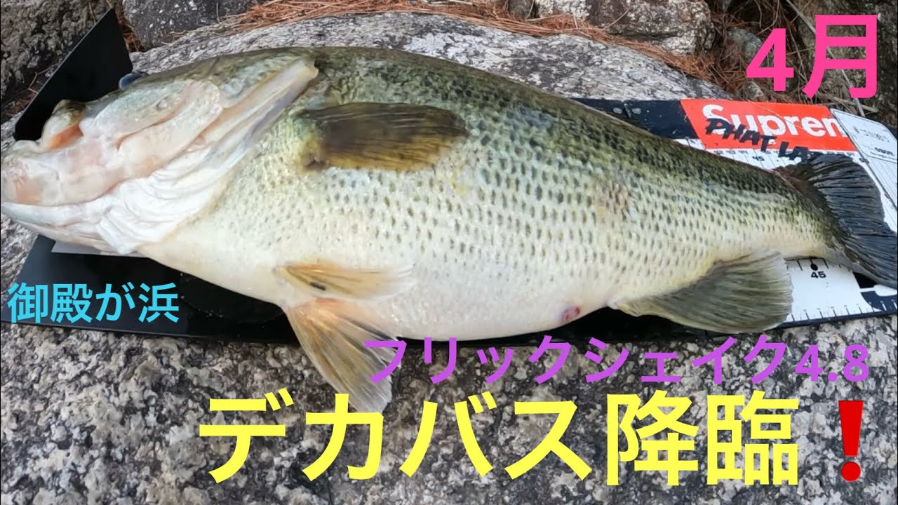 【バス釣り】フリックシェイクでデカバス❗️琵琶湖　南湖
