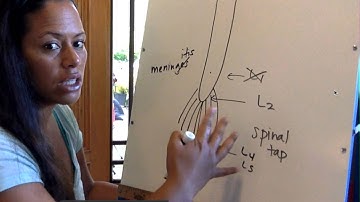 PHYL 141 Spinal cord 05 video