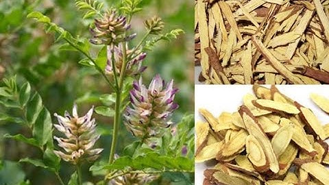 CAM THẢO : Vị thuốc phổ biến nhất trong Y học Cổ truyền