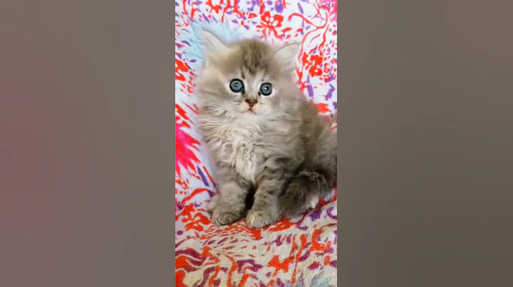 Watch the video about Beautiful fluffy cutecats persian kittens | Available in Mumbai | more details WhatsApp📞 6392929085