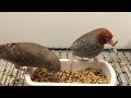#redheadedfinch #redheaded #finch #ispinoz