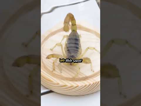 اخطر خمسة كائنات قتلا للبشر في العالم حيوانات مفترسة عالم الحيوان حقائق مرعبة ريلز