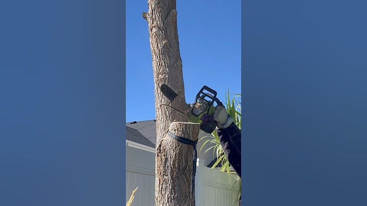 First time cutting down a large tree. I call it a success. #tree #lawncare #diy #greenthumb #asmr
