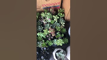 mountaincrestgardens.com customer ratings by Saybin Corra - Shopper Approved™