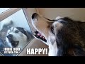 Husky Jumps For Joy When He Hears His Best Friend!