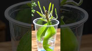 Soak orchid leaves in this mixture! A dying orchid suddenly revives and blooms miraculously.