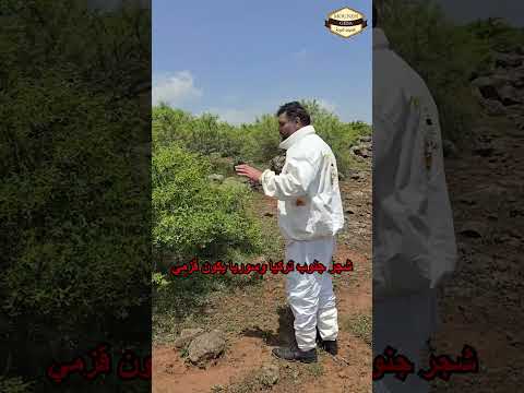 أشجار السدر النبق في جبال الباحة سدر عسل نبق غذائيات المونة حسين البغدادي  
