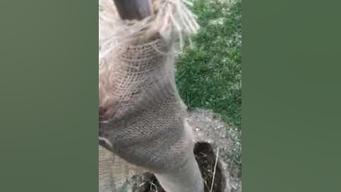 Wrapping a fig tree final results 2015 in NJ