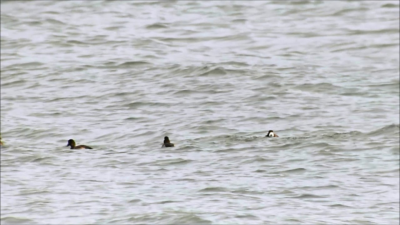 Ptaki Morskie Sea Birds Baltic Youtube