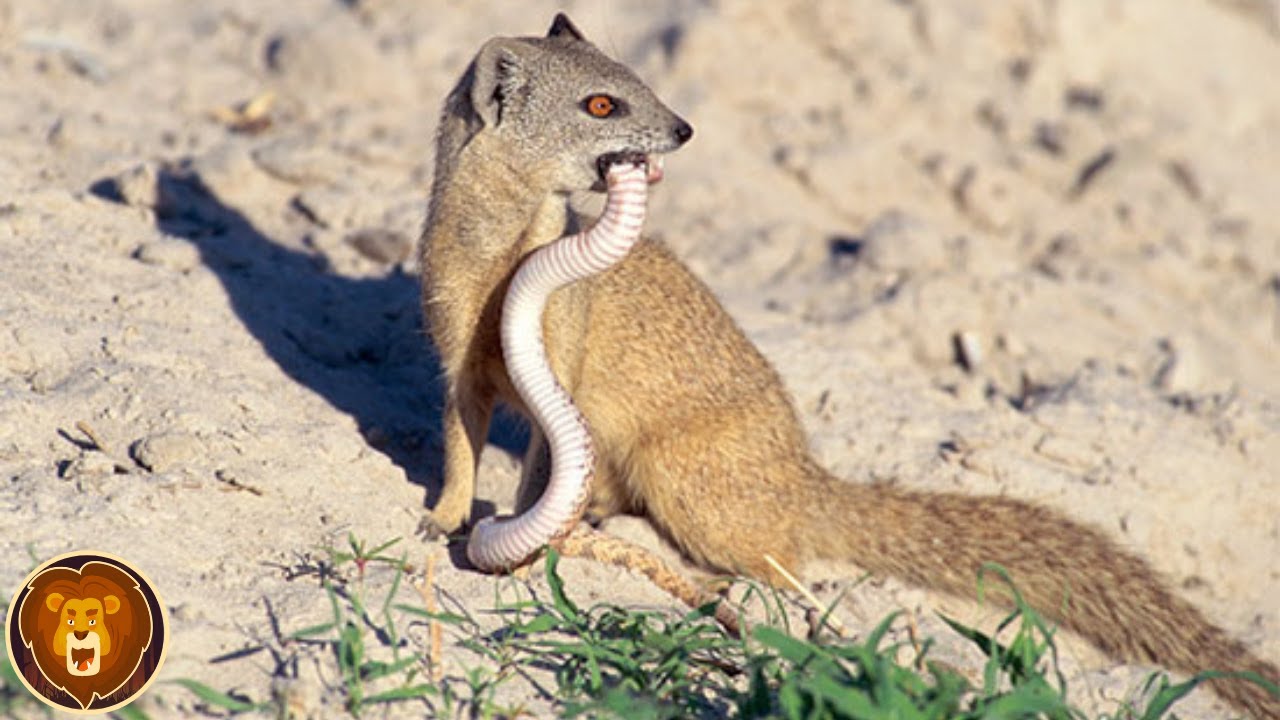 Voici Pourquoi les Serpents Ont Peur des Mangoustes YouTube