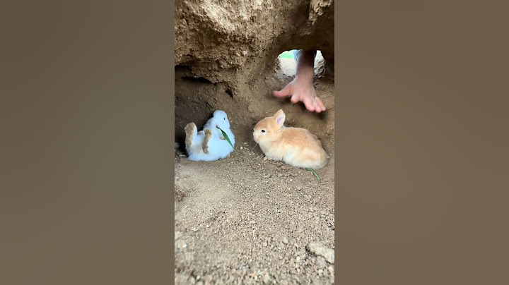 Catching rabbit, cute pet debut plan, original Rabbit Golden Sun