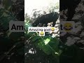 amazing goat😂😂😊#goat #animals #shorts #football #diamond #live #trending #zambezi #cute #asmr #spor