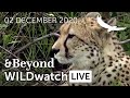 WILDwatch Live | 02 December, 2020 | Morning Safari | South Africa