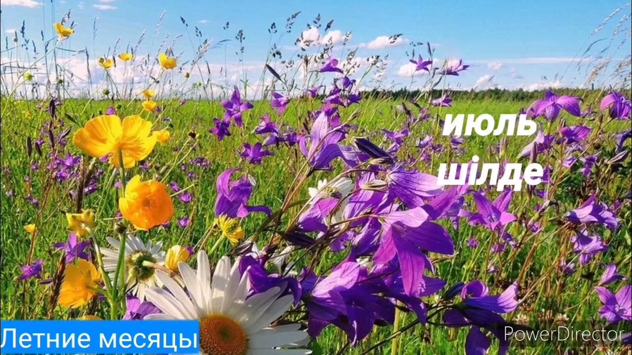 Луговые цветы Забайкалья