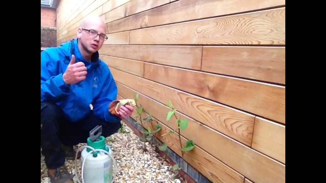 How to treat Japanese Knotweed YouTube