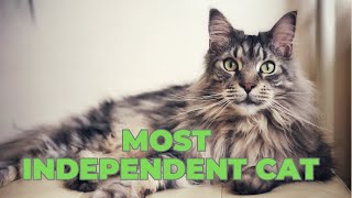 Top 5 Most Independent Cat Breeds 🏠🐈 | Cats That Love Their Alone Time!