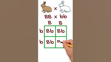 Simple Genetic Cross Example Using Punnett Squares #punnettsquare #genetics