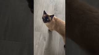 Siamese Cat Meows When Spoken To