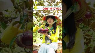 Miền Bắc trồng được Vú Sữa Mica không
