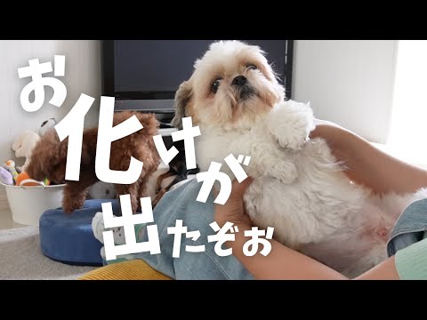 どしゃ降りの日、可愛すぎるお化けが出て来ましたwww～多頭飼い