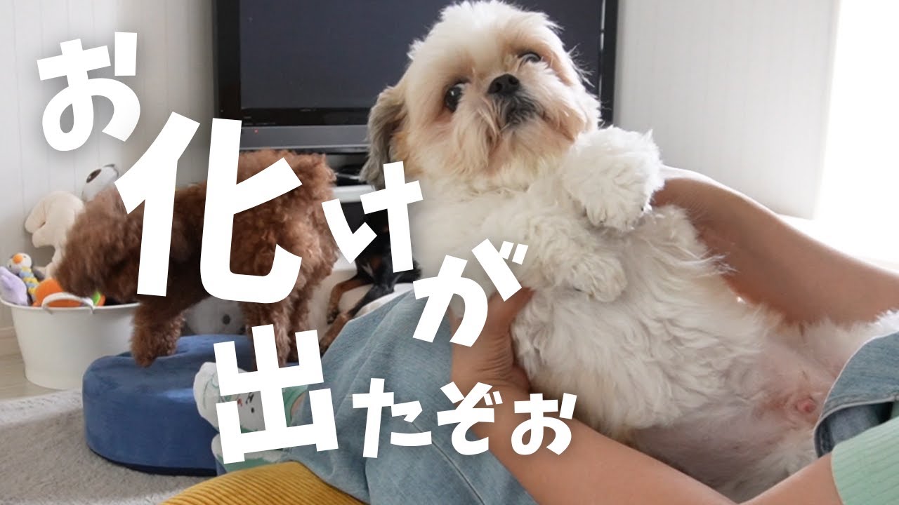 オルゴナイト   チワワ＆シーサーお取り置き♡ありがとうございます✩.*˚ 置物