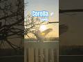 Corella BIRD SOUNDS Amazing Australian Bird Calls